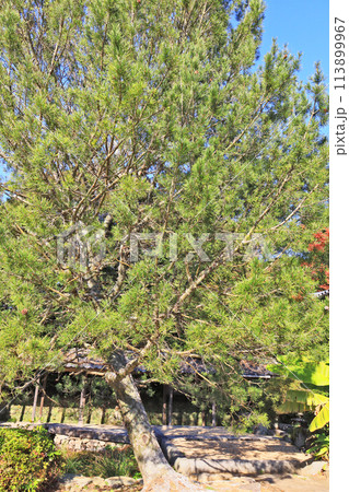 中国原産の常緑高木針葉樹のシロマツ 113899967