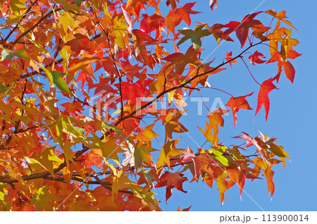 紅葉が美しい落葉高木のアメリカフウと青空 113900014