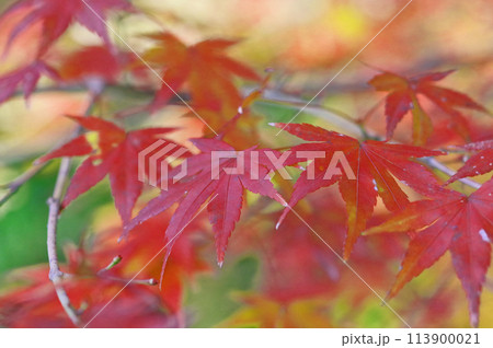 秋に真っ赤に色づいたモミジの紅葉 113900021