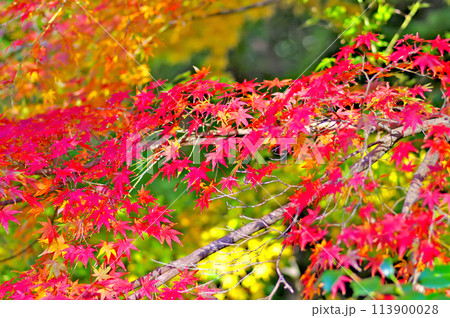 秋に真っ赤に色づいたモミジの紅葉 113900028