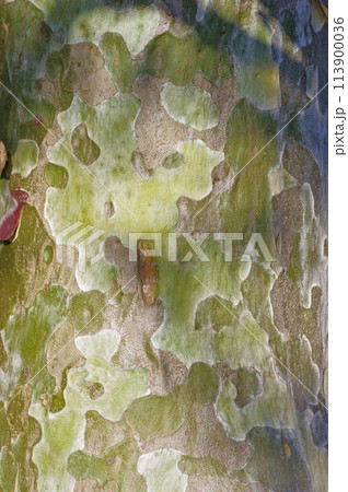 中国原産シロマツの斑模様の樹皮 中国原産シロマツの斑模様の樹皮 113900036