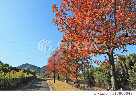 遊歩道のモミジバフウが紅葉する北九州市小倉南区の長野緑地公園 遊歩道のモミジバフウが紅葉する北九州市小倉南区の長野緑地公園 113900048
