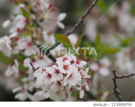 雨に濡れる桜 113900056