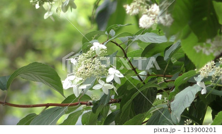 ノリウツギの花 113900201