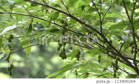 ヒメヤシャブシの実 113900204