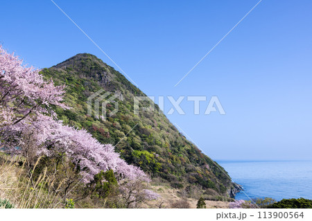 春の丹後半島 犬ヶ岬 春の丹後半島 犬ヶ岬 113900564