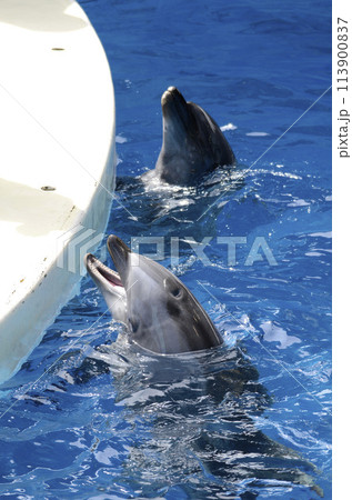 イルカ 113900837