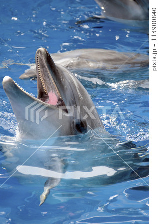 イルカ 113900840