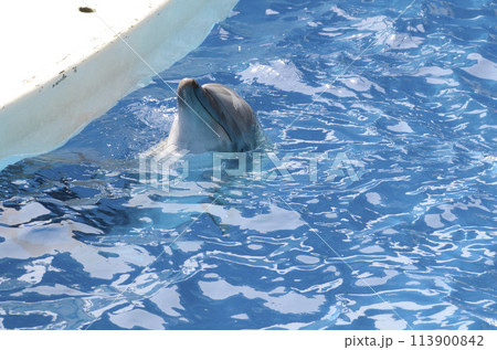 イルカ イルカ 113900842