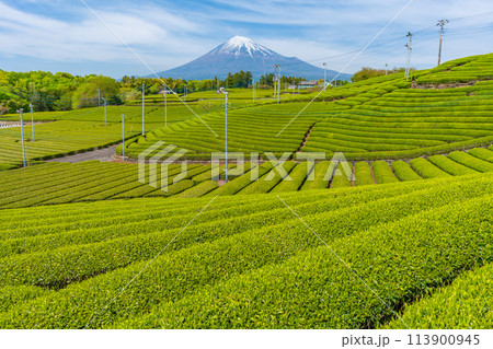 美しい茶畑と桜と富士山の風景 新茶の時期の写真 美しい茶畑と桜と富士山の風景 新茶の時期の写真 113900945
