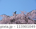 上田城　枝垂れ桜と北櫓の鯱 113901049