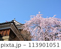 上田城　縄文脇のしだれ桜 113901051