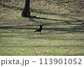 上田城跡公園　公園を歩くカラスさん 113901052