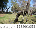 上田城跡公園　不思議な形の桜 113901053