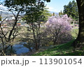 桜のある風景　上田城跡公園　お堀に咲く桜 113901054