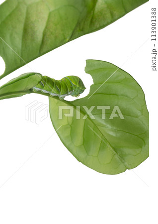 アゲハ　幼虫 113901388