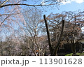 青空に映える白梅　上田城跡公園 113901628