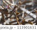 上田市長野県　上田城跡公園　つぼみ 113901631