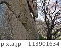 長野県上田市　上田城跡公園　真田石 113901634