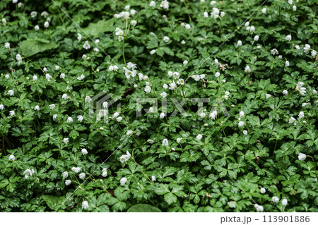 岩手県矢巾町あずまね山に群生するニリンソウの美しい花の絨毯 岩手県矢巾町あずまね山に群生するニリンソウの美しい花の絨毯 113901886