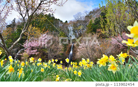 栃木県那須塩原市 塩原温泉にある要害の滝と桜と水仙 栃木県那須塩原市 塩原温泉にある要害の滝と桜と水仙 113902454