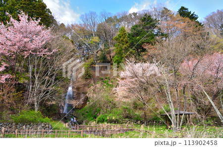 栃木県那須塩原市　塩原温泉にある要害の滝と桜 113902458