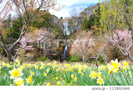 栃木県那須塩原市　塩原温泉にある要害の滝と桜と水仙 113902466