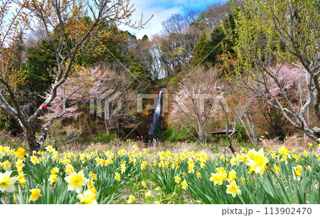 栃木県那須塩原市　塩原温泉にある要害の滝と桜と水仙 113902470