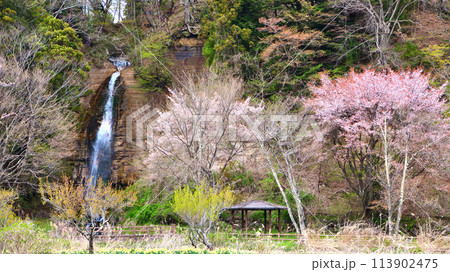 栃木県那須塩原市　塩原温泉にある要害の滝と桜 113902475