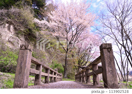 栃木県那須塩原市　塩原温泉にある要害公園の桜 113902528