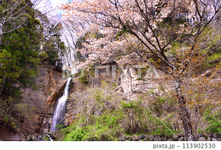 栃木県那須塩原市　塩原温泉にある要害の滝と桜 113902530