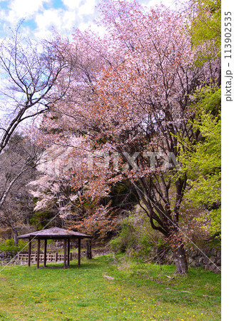栃木県那須塩原市　塩原温泉にある要害公園の桜 113902535