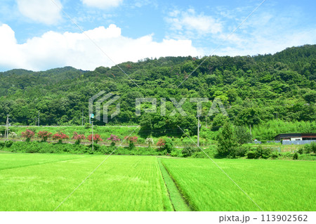 北陸本線の敦賀駅から米原駅までの車窓風景(2022年夏) 113902562