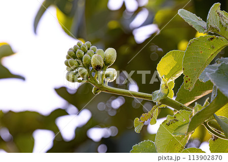 Pekea Nut Flower 113902870