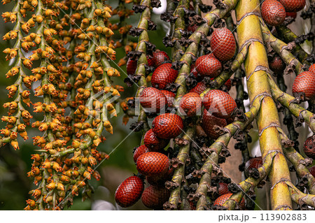 flowers and fruits of the buriti palm tree 113902883