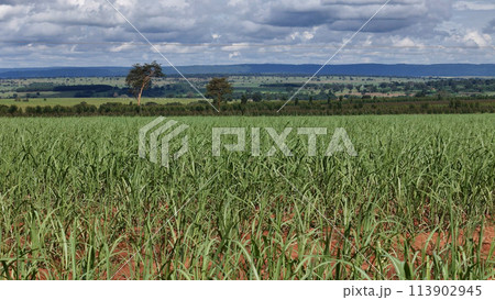field sugar cane cultivation 113902945