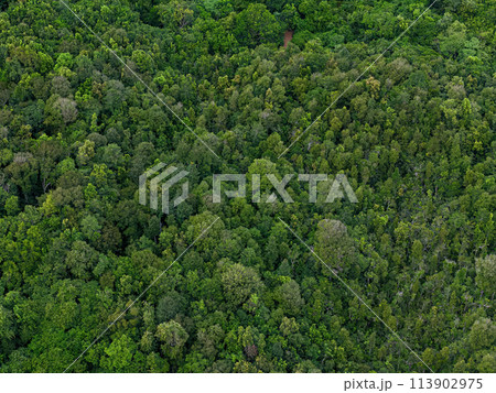 stream riparian forest 113902975