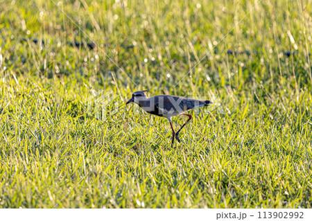 Adult Southern Lapwing Bird 113902992