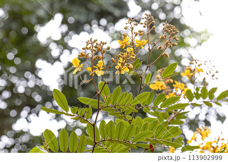 Small Yellow Flowering Plant 113902999