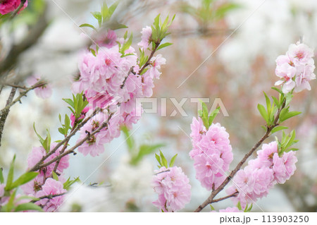 岩手県矢巾町東根山の美しい桃の花 岩手県矢巾町東根山の美しい桃の花 113903250