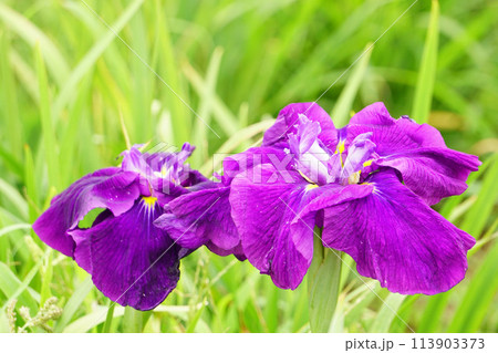 あやめの花 113903373