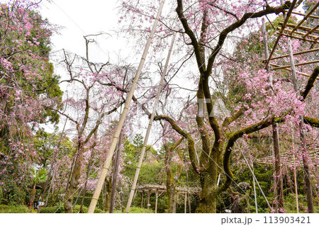 【京都観光】平安神宮の庭園_南神苑の桜【平安の苑と八重紅枝垂桜】 【京都観光】平安神宮の庭園_南神苑の桜【平安の苑と八重紅枝垂桜】 113903421
