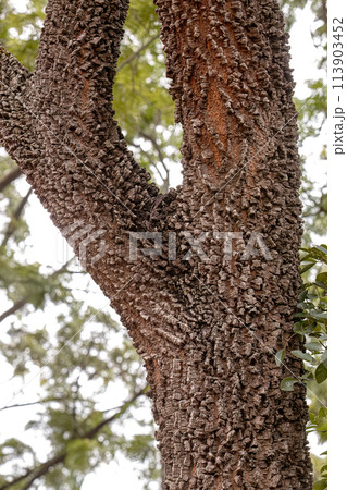 textured trunk of angiosperm tree textured trunk of angiosperm tree 113903452