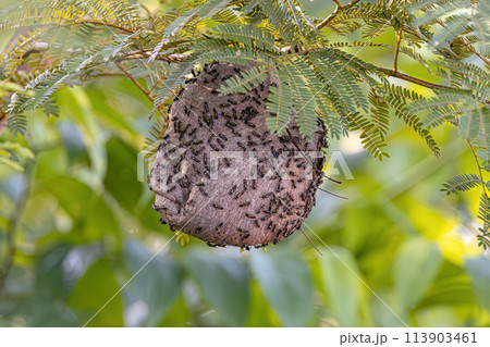 Nest of Long-waisted Honey Wasps 113903461