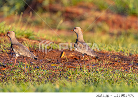 Adult Southern Lapwing Bird 113903476