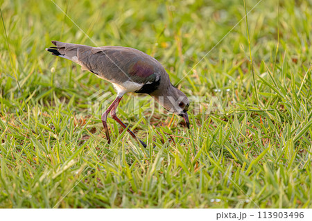 Adult Southern Lapwing Bird 113903496