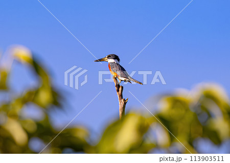 Animal Ringed Kingfisher Bird Animal Ringed Kingfisher Bird 113903511