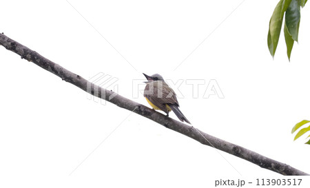 Tropical Kingbird Animal 113903517