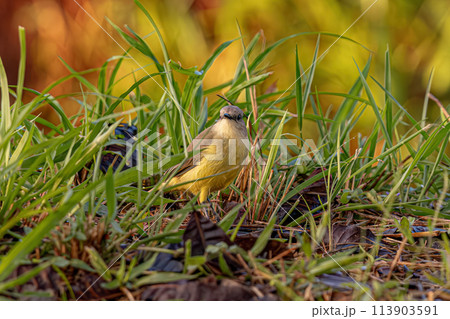 Adult Cattle Tyrant Bird 113903591