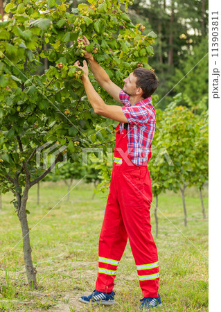 Man agronomist plucks collects ripe hazelnuts from deciduous hazel trees rows in garden, harvesting 113903811